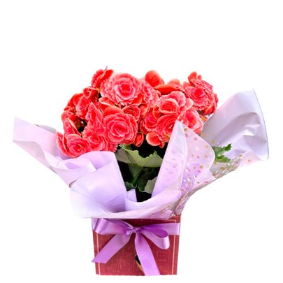 Vaso De Begônia Rosa Tradicional