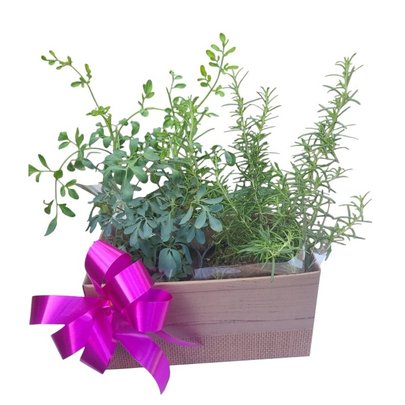 Cachepot de Ervas