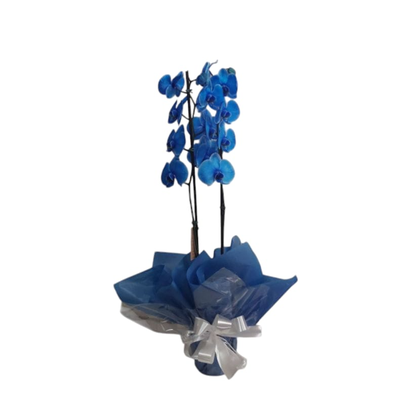 Orquídea Plantada Azul