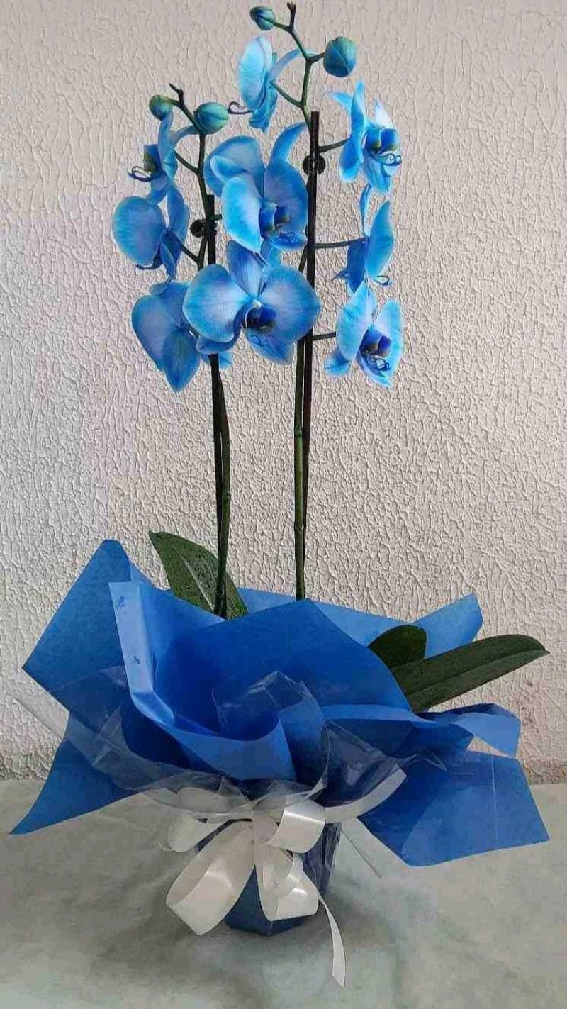 Orquídea Plantada Azul
