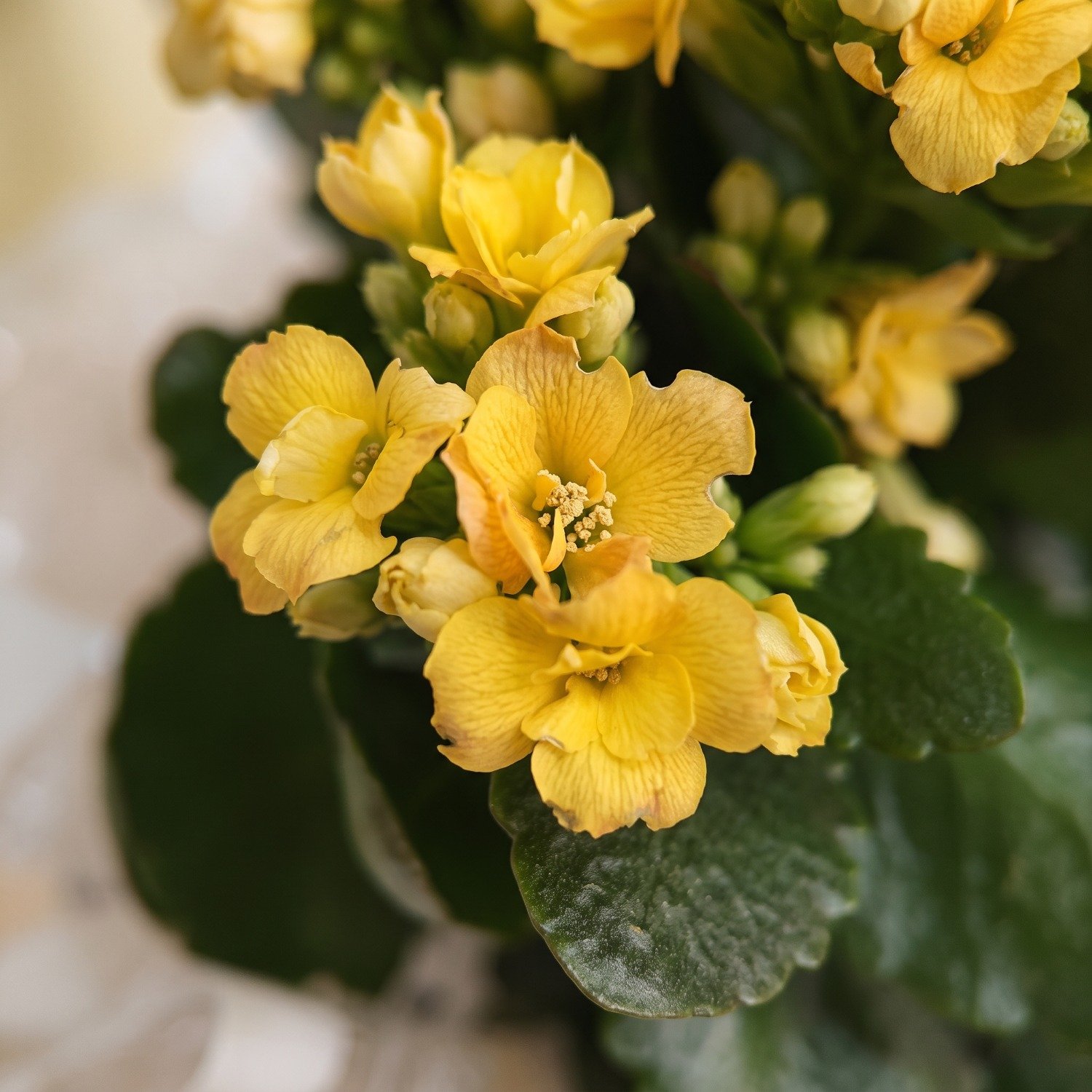 Flor da fortuna plantada amarela