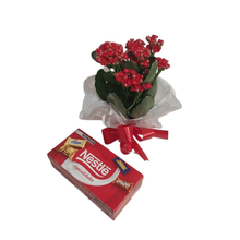 Flor da Fortuna Plantada Vermelha com Bombons