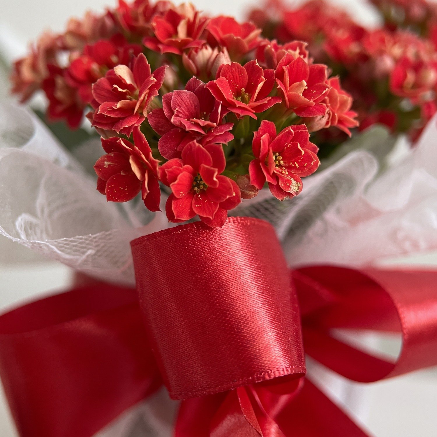 Flor da Fortuna Plantada Vermelha com Bombons