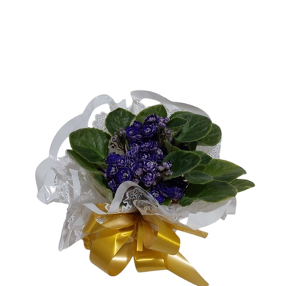 Vaso de Violeta Roxa Plantada