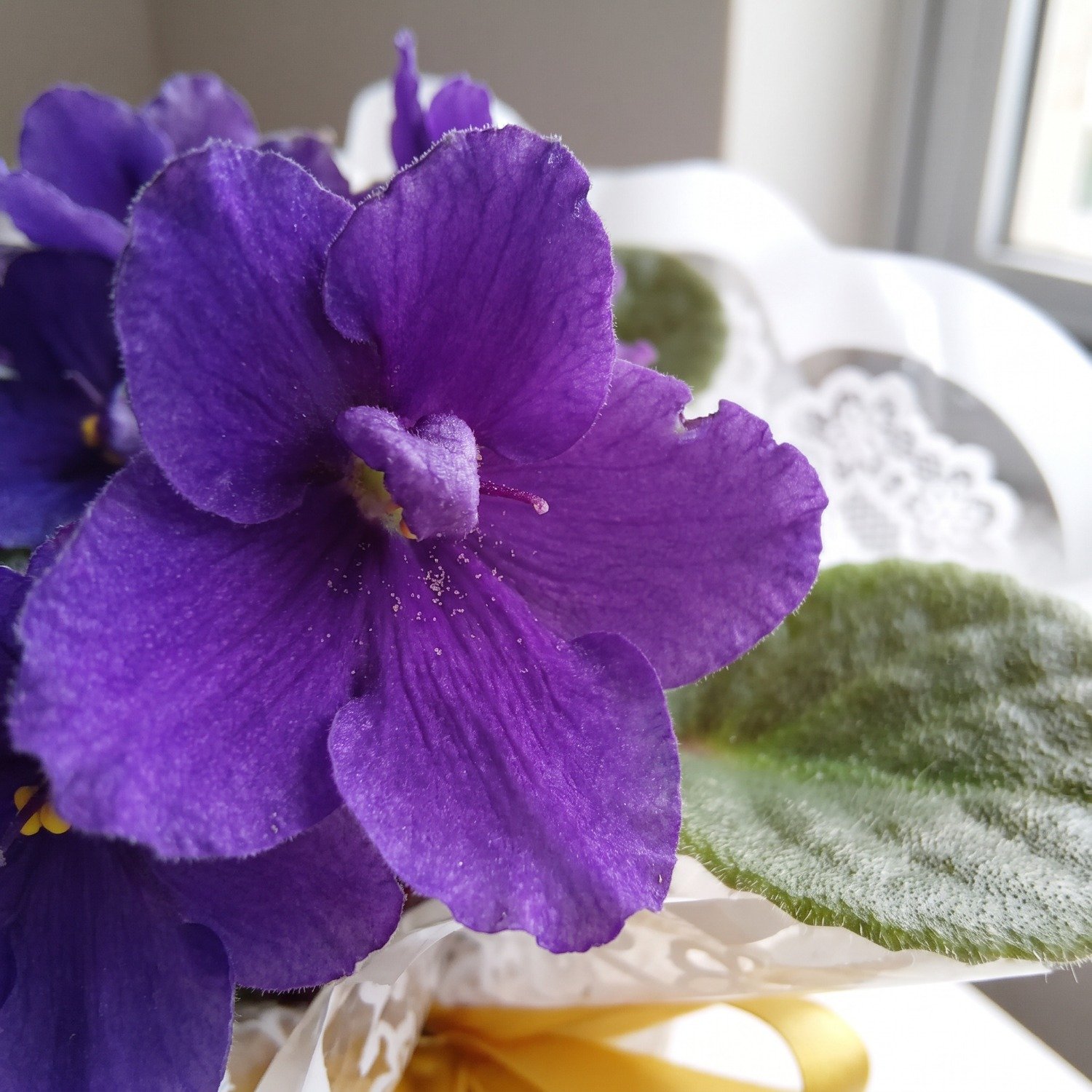 Vaso de Violeta Roxa Plantada