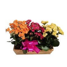 Cachepot com 3 Flores da Fortuna