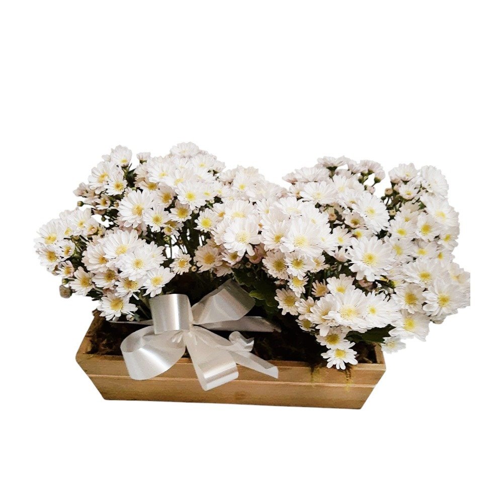 Cachepot com 2 Flores Margaridas Brancas