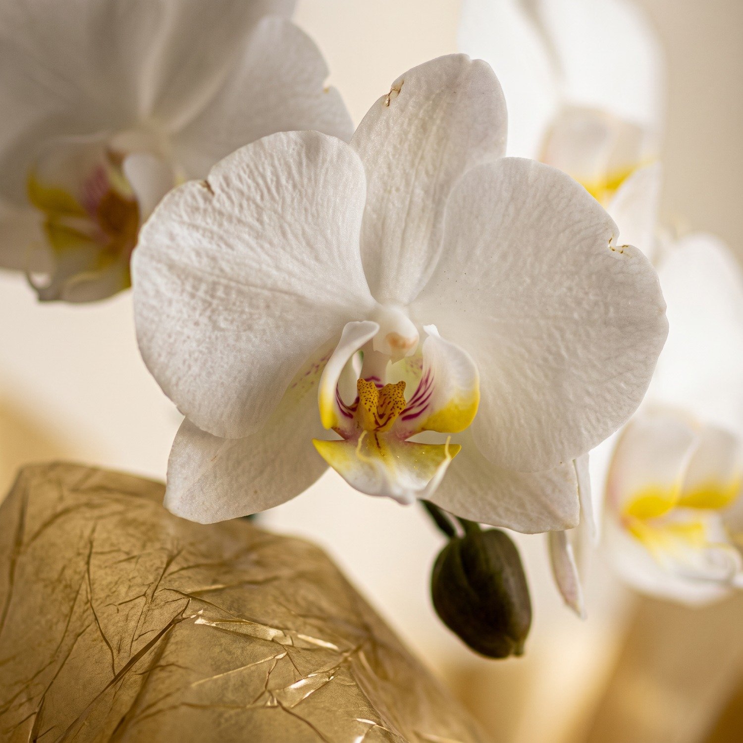 MIne Orquidea Branca