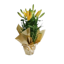 Lírio Amarelo Plantado em Vaso