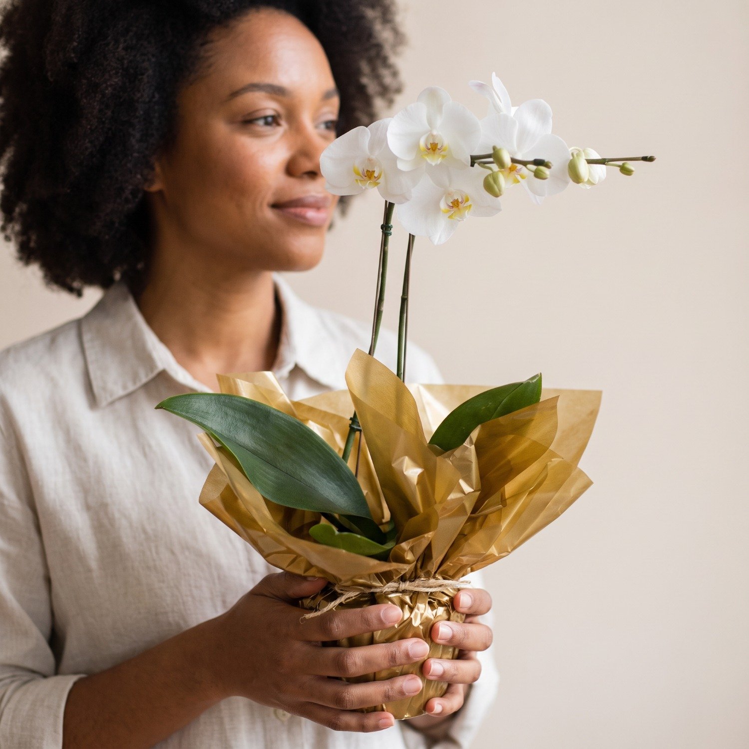 Orquídea Branca  Phalaenopsis Plantada