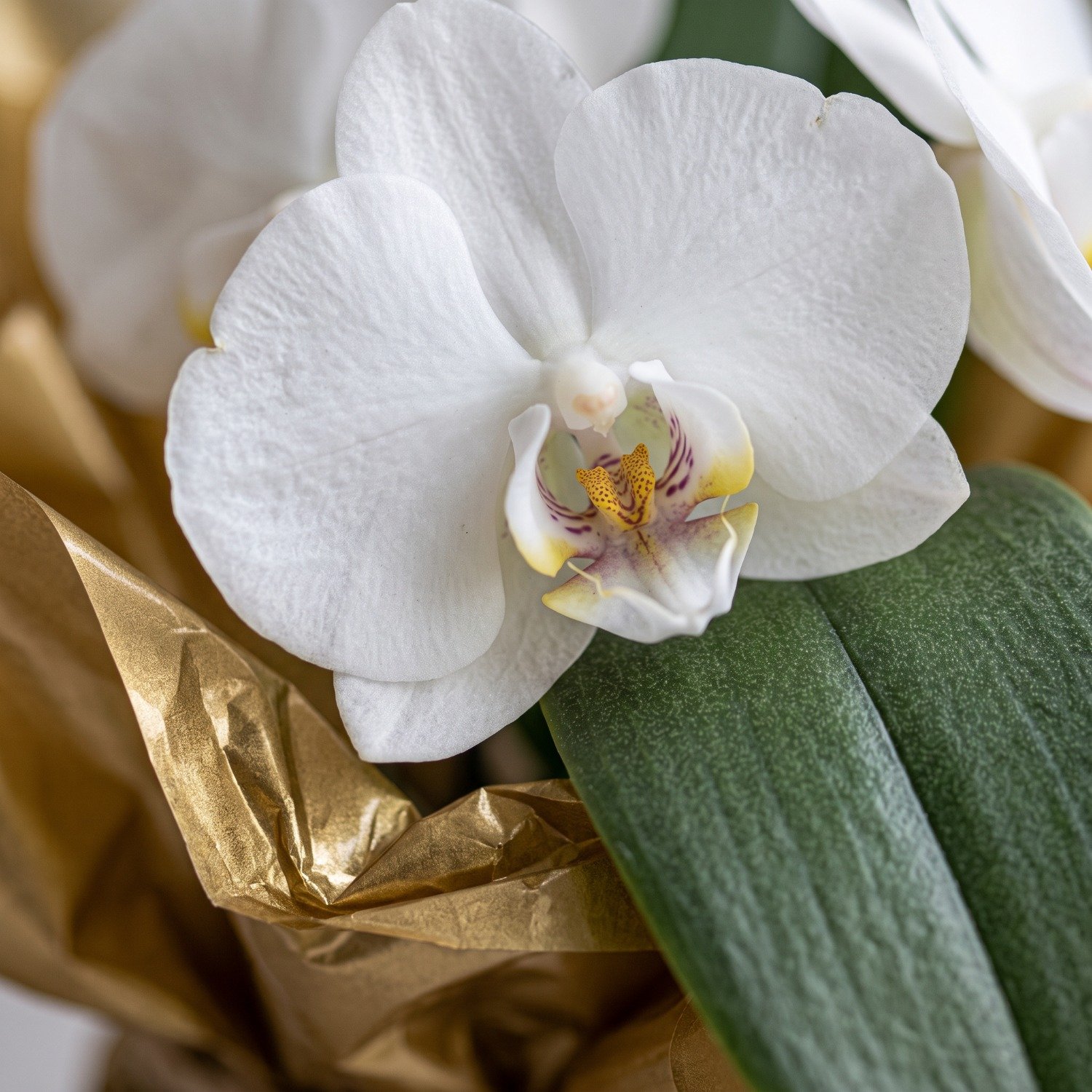Orquídea Branca  Phalaenopsis Plantada