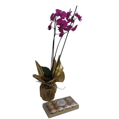 Orquídea Phalaenopsis Rosa Plantada com Ferrero Rocher