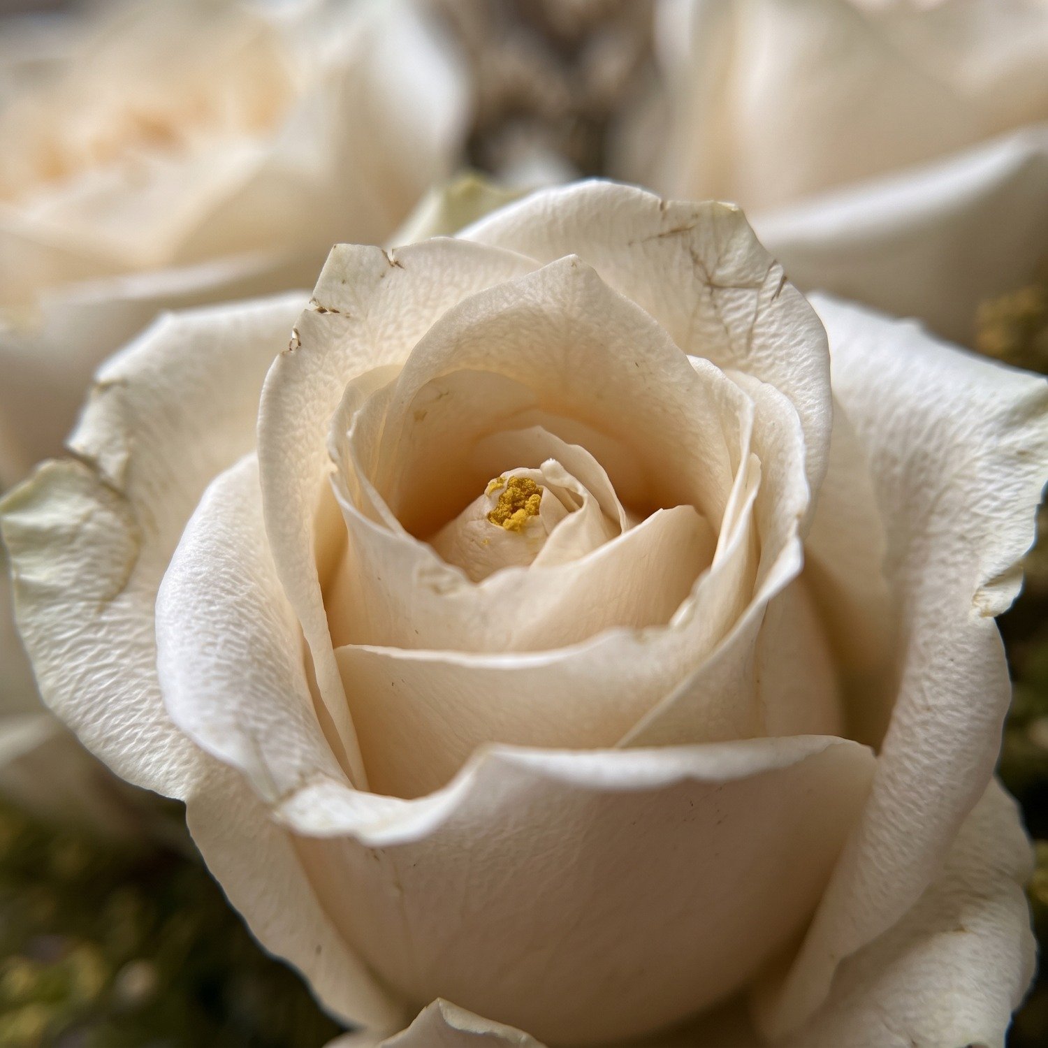 Rosas Champanhe