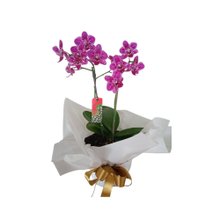 Vaso de Orquídea Pink
