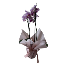 Vaso de Orquídea Médio