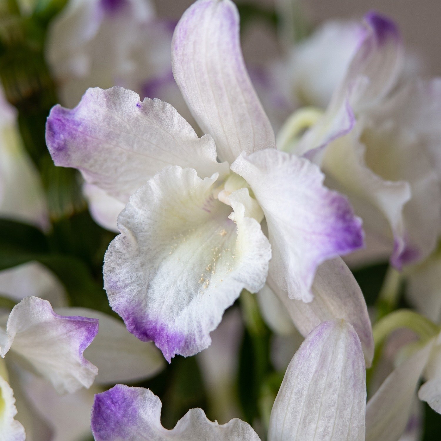 Cesta Acolhimento com Orquídea e Delícias
