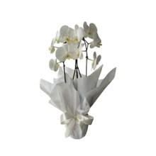 Vaso de Orquídea Phalenopsis 02 hastes