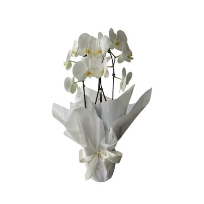 Vaso de Orquídea Phalenopsis 02 hastes