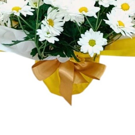 Mini Margarida Linda 