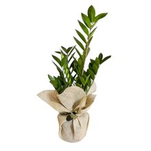 Planta Zamioculca para Presente