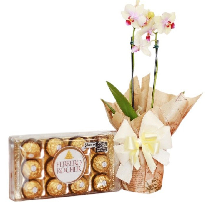 Orquídea Mini Phalenópolis Cor Variadas com Chocolate