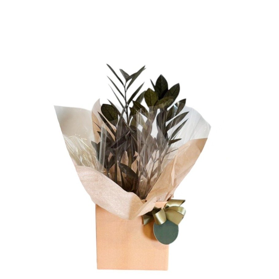 Zamioculca Black Rara