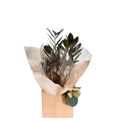 Zamioculca Black Rara