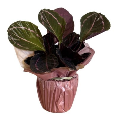 Calathea Rubi