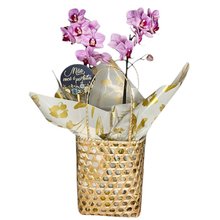 Arranjo de Orquídeas em Cesta Elegante