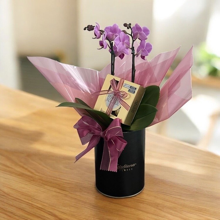 Lata Giuliana Bom dia