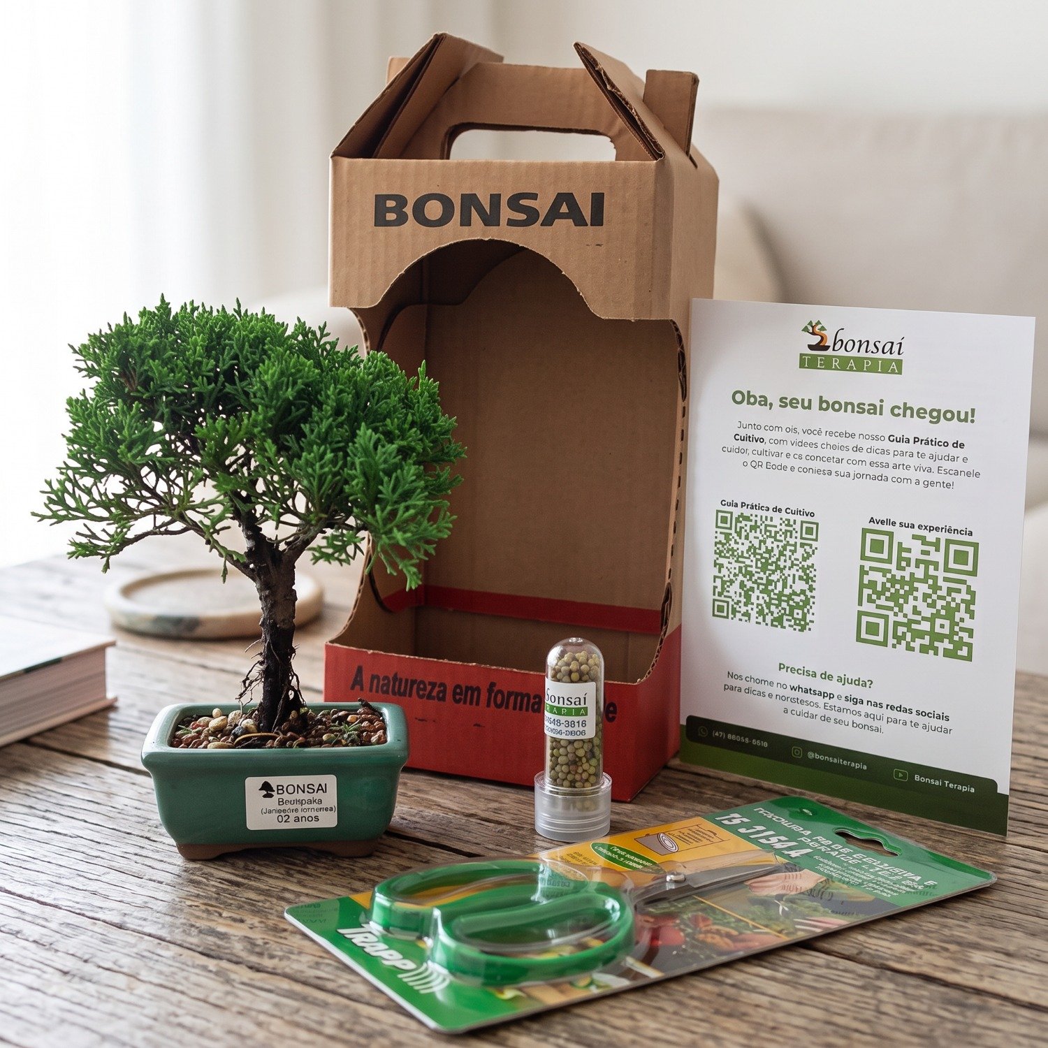 Bonsai Procumbens 2 Anos E Kit Para Cuidados