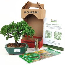 Bonsai Procumbens 3 Anos E Kit Para Cuidados