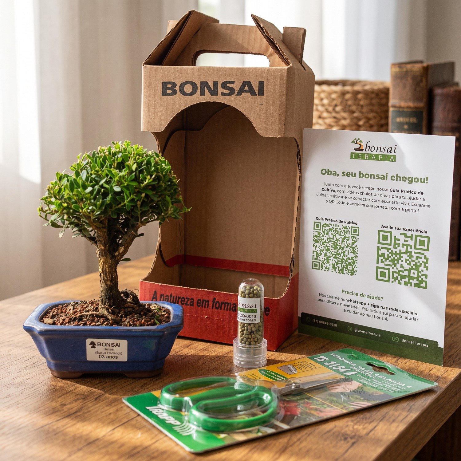 Bonsai Buxus Harlandii 3 Anos E Kit Para Cuidados