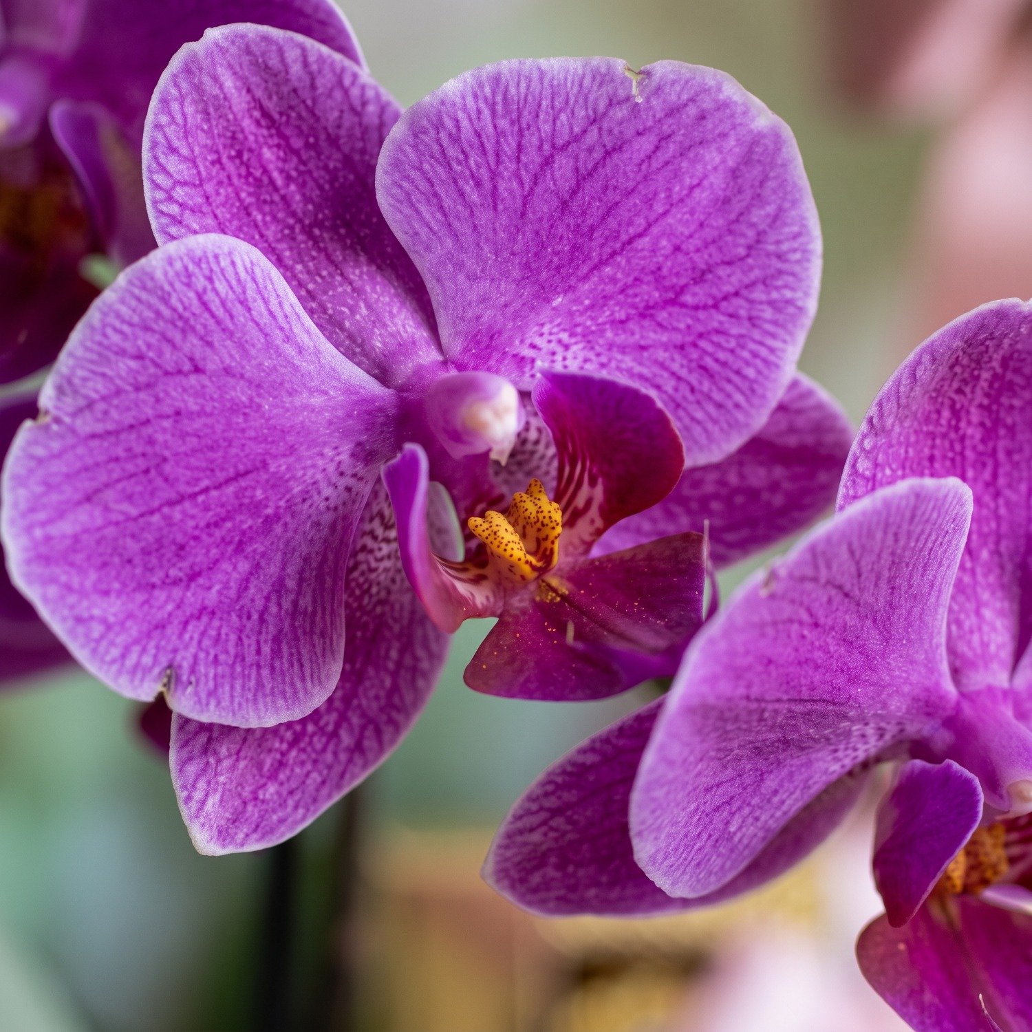 Cesta Amor Sem Fim Orquídea 