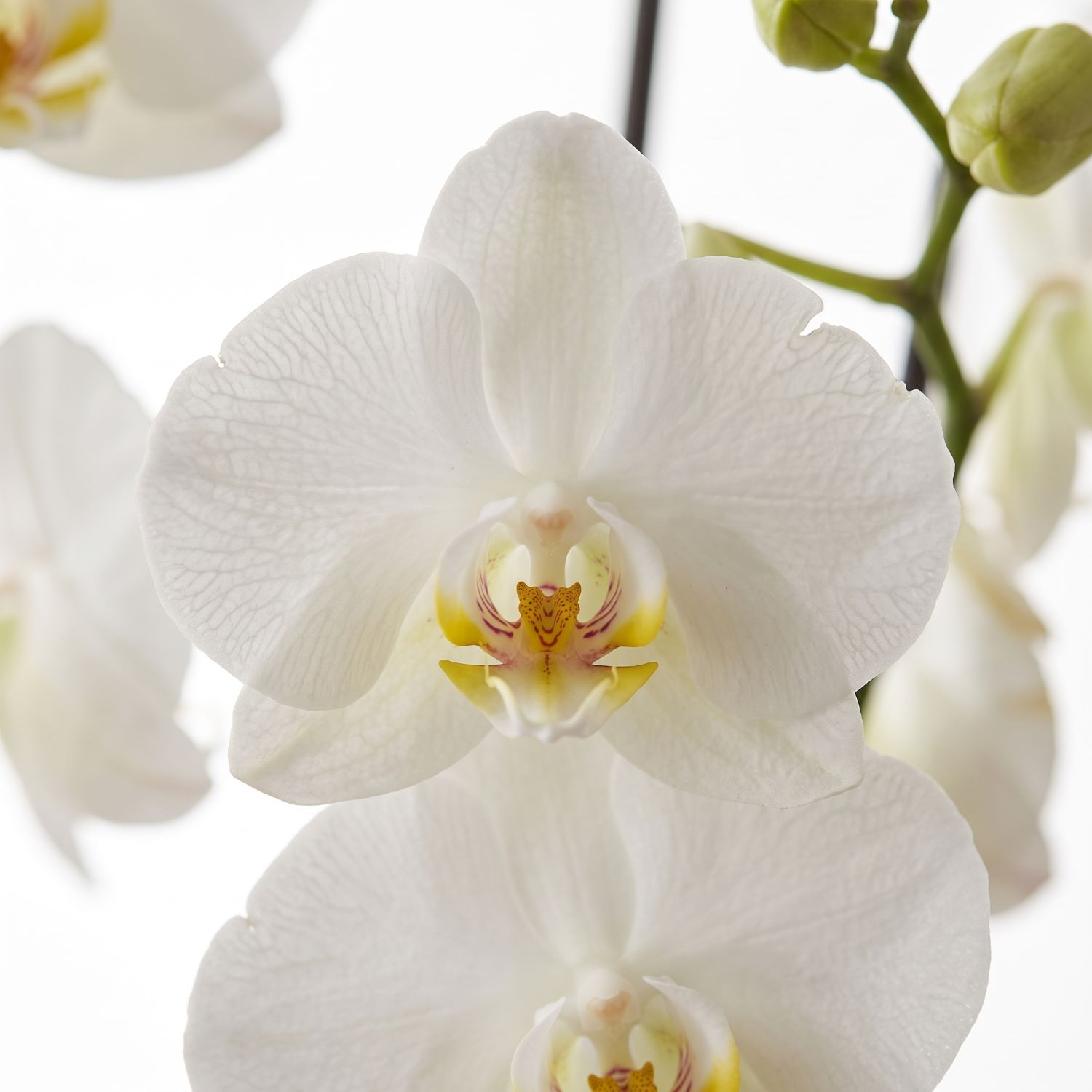 Orquídea Phalaenopsis Branca com 3 Hastes em Caixa Box