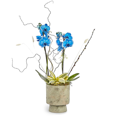 Orquídea Phalaenopsis Azul em Vaso de Cerâmica