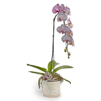 Orquídea Cascata Rosácea 1 Haste em Vaso de Ceramica