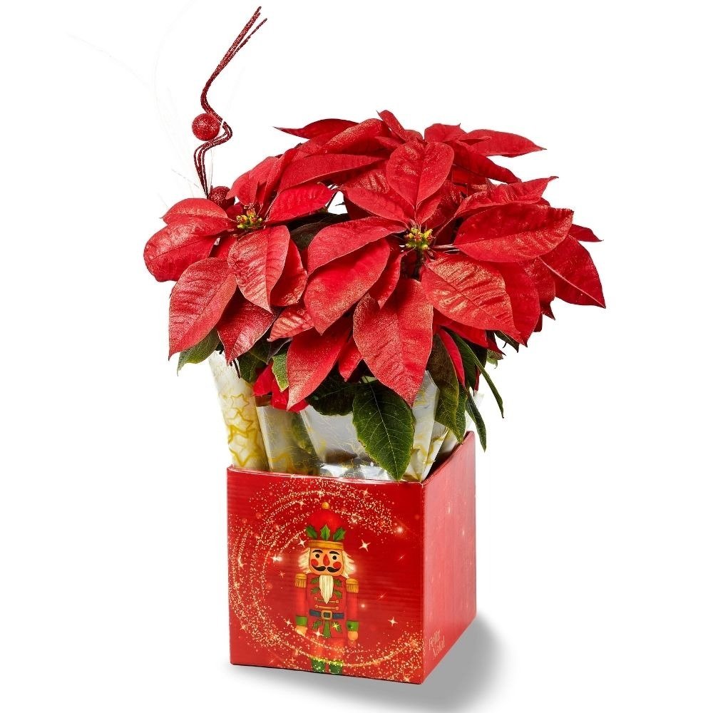 Arranjo Natalino Elegância com Poinsétia