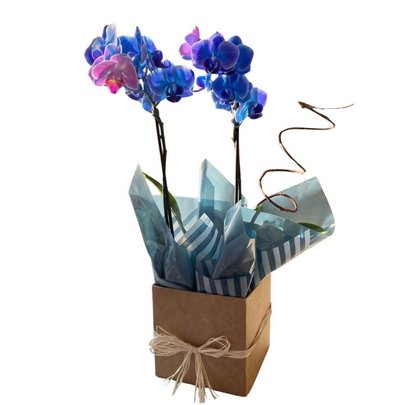 Orquídea Phalaenopsis Azul no Vaso