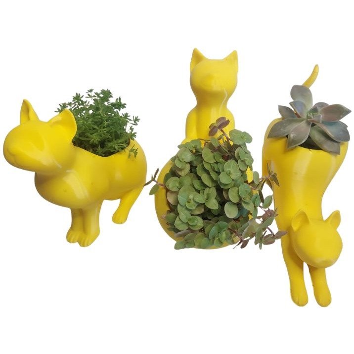 Trio Gatinhos Suculenta