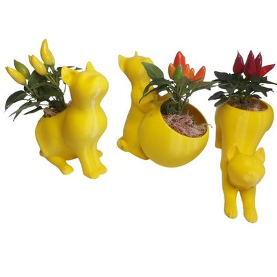 Trio Gatinhos Pimentas