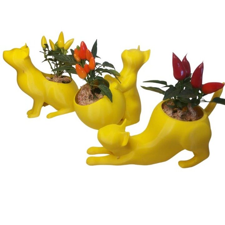 Trio Gatinhos Pimentas