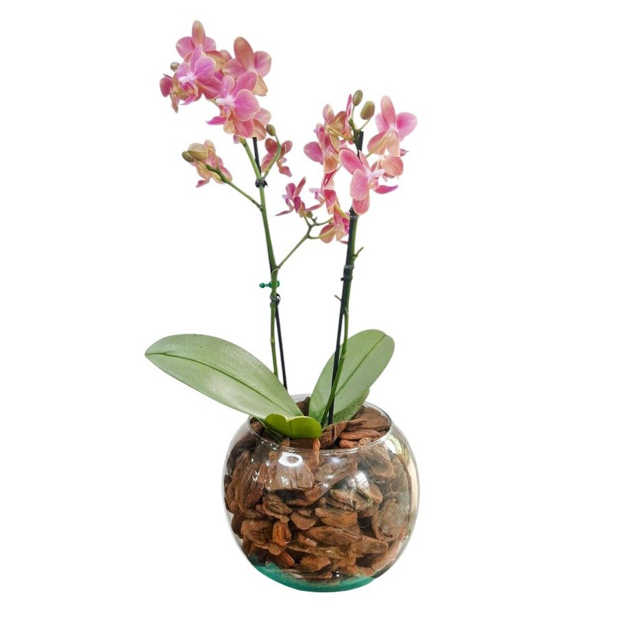 Mini Orquidea Phalaenopsis no Vaso