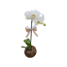 Arranjo De Orquídea Cascata Branca