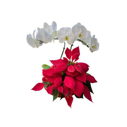 Arranjo de Orquídea com Flor de Natal