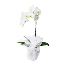 Orquidea Phaenopsis Elegance