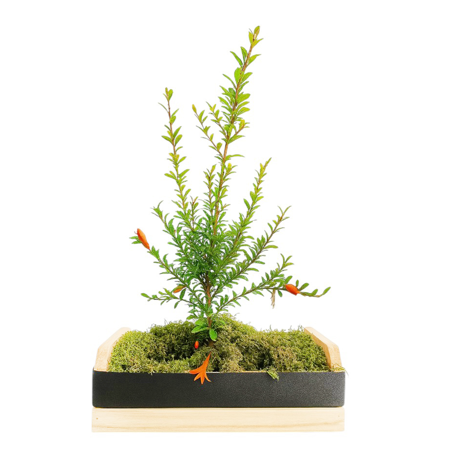 Bonsai de Romã