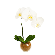 Orquídea Elegância Branca