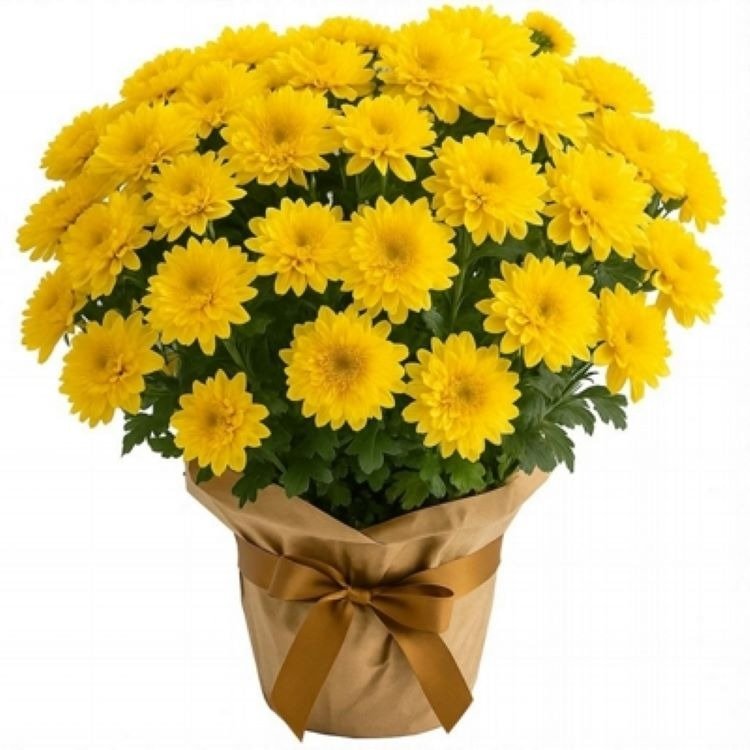 Margaridinhas Amarelas