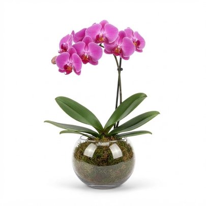 Orquidea Charme Pink